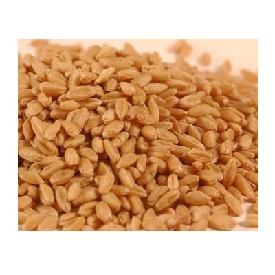 Hard White Wheat 2, 50 lb. Bags S3531