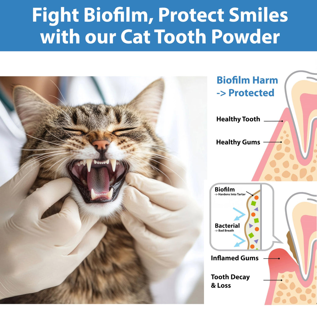 Cat Dental Powder H498