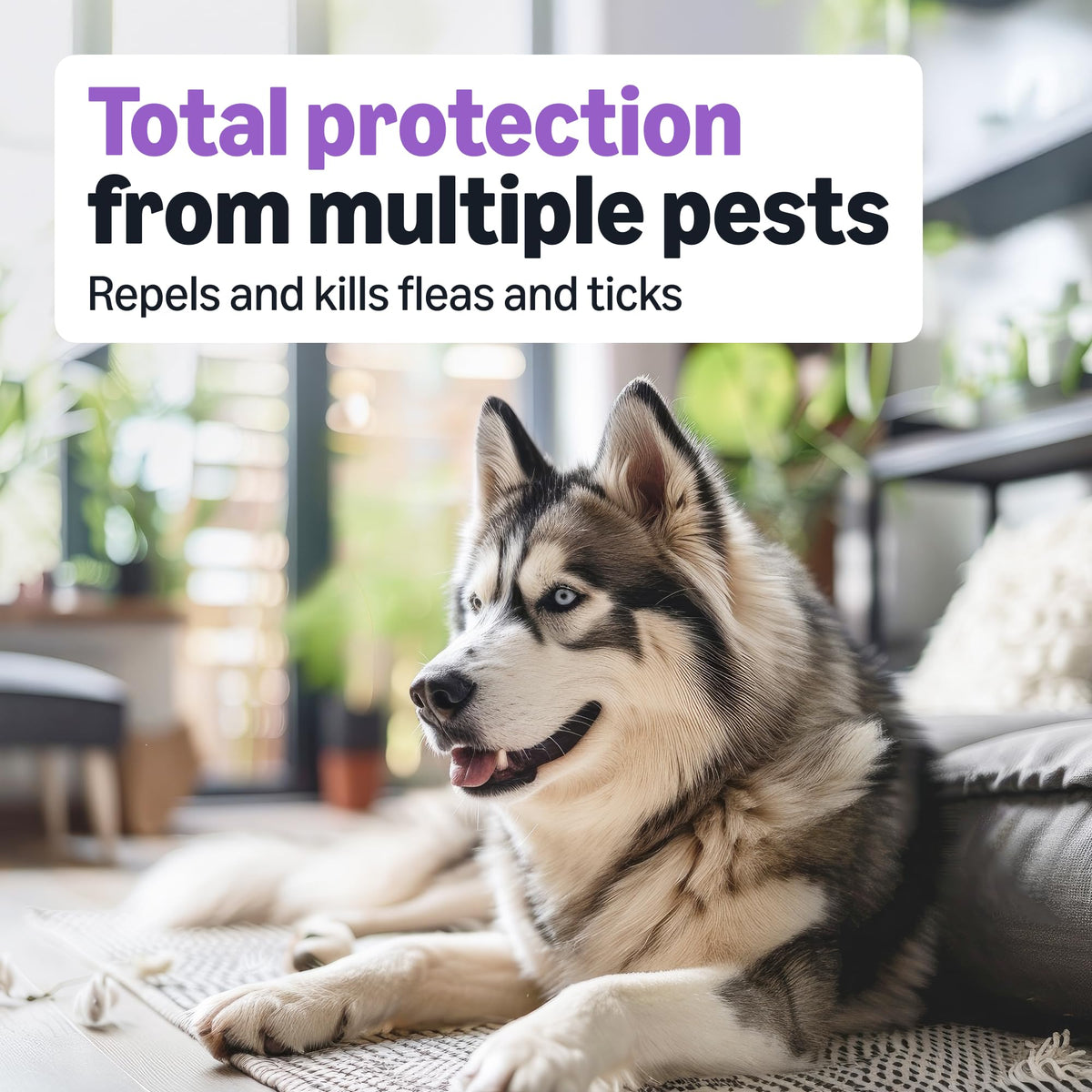 Flea and Tick Topical Treatment for Large Dogs 3 Count I635842
