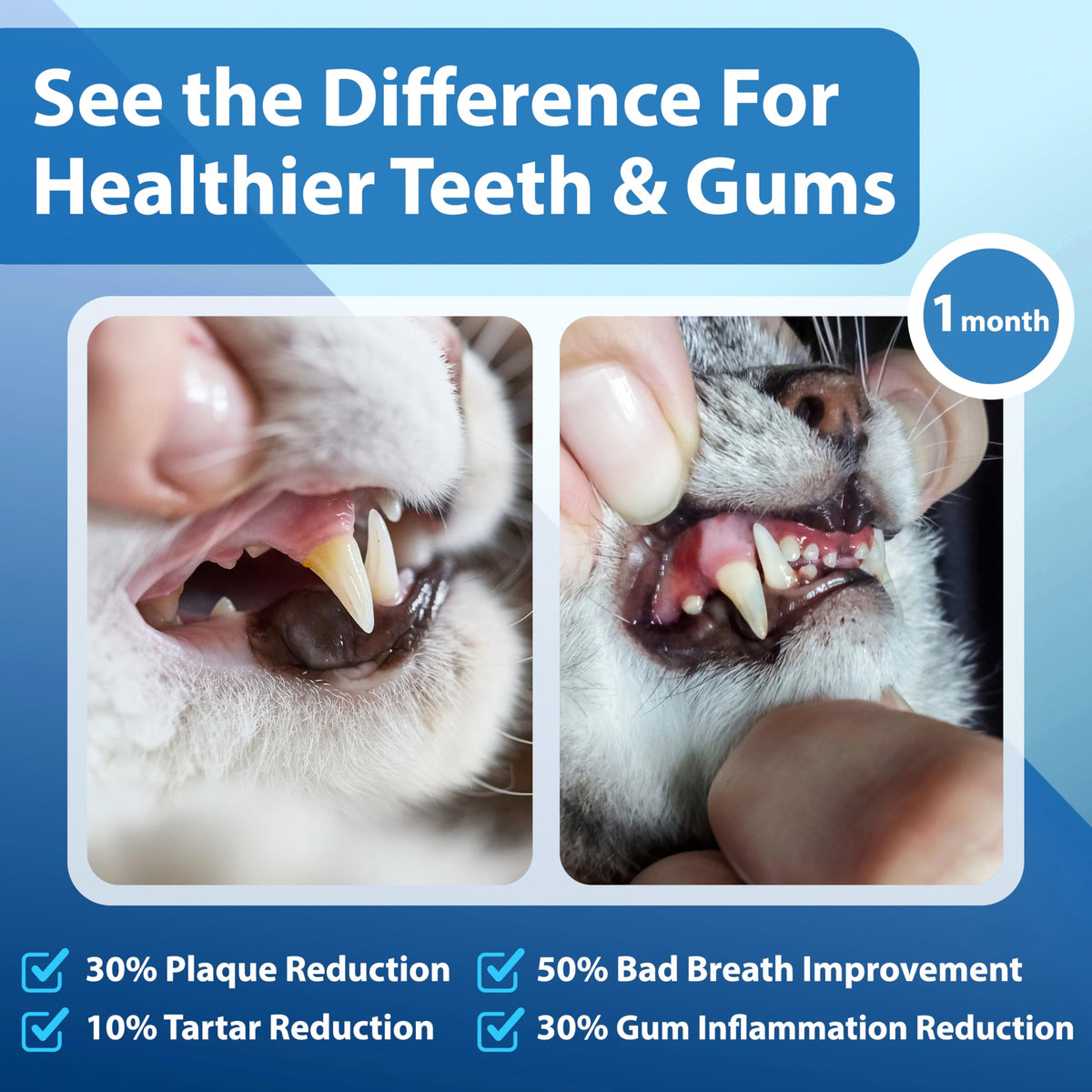 Cat Dental Powder H498