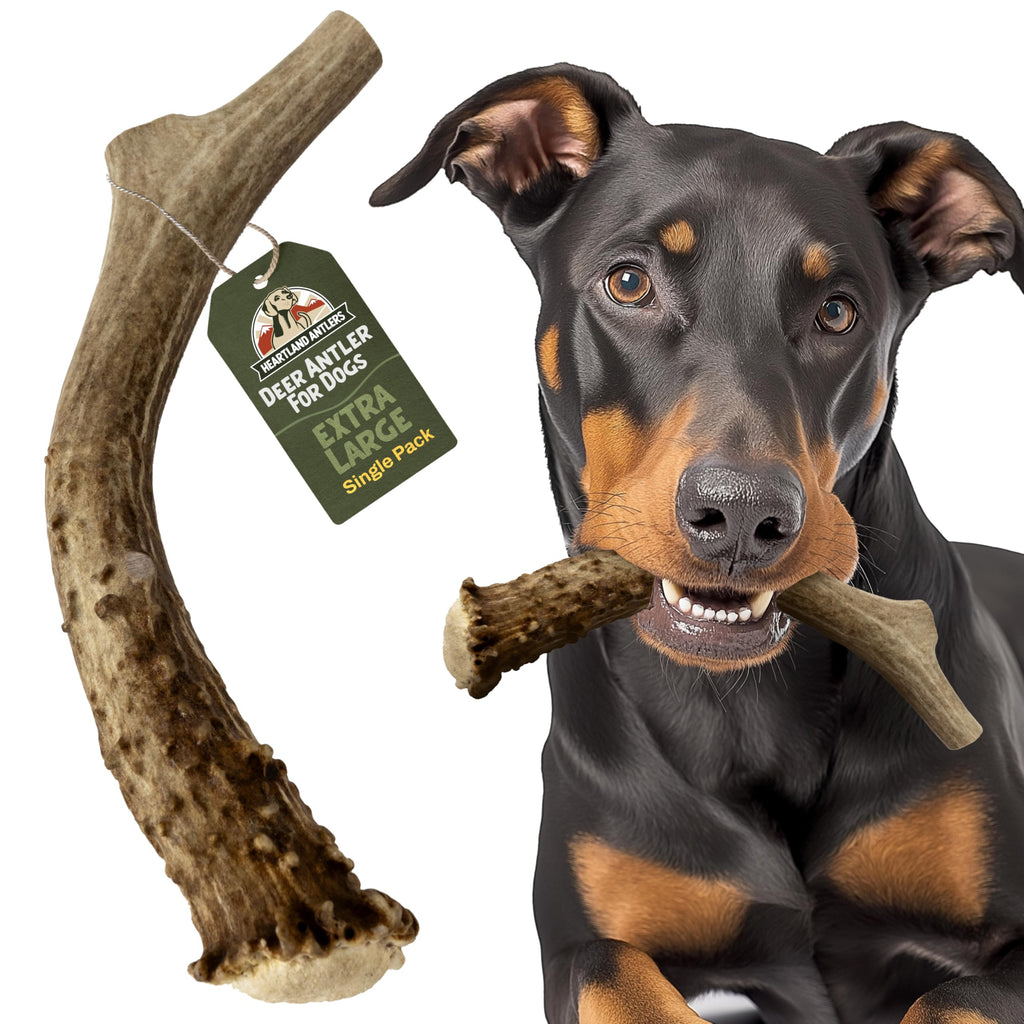 Deer Antler Dog Chew XL 8-10 in X159397