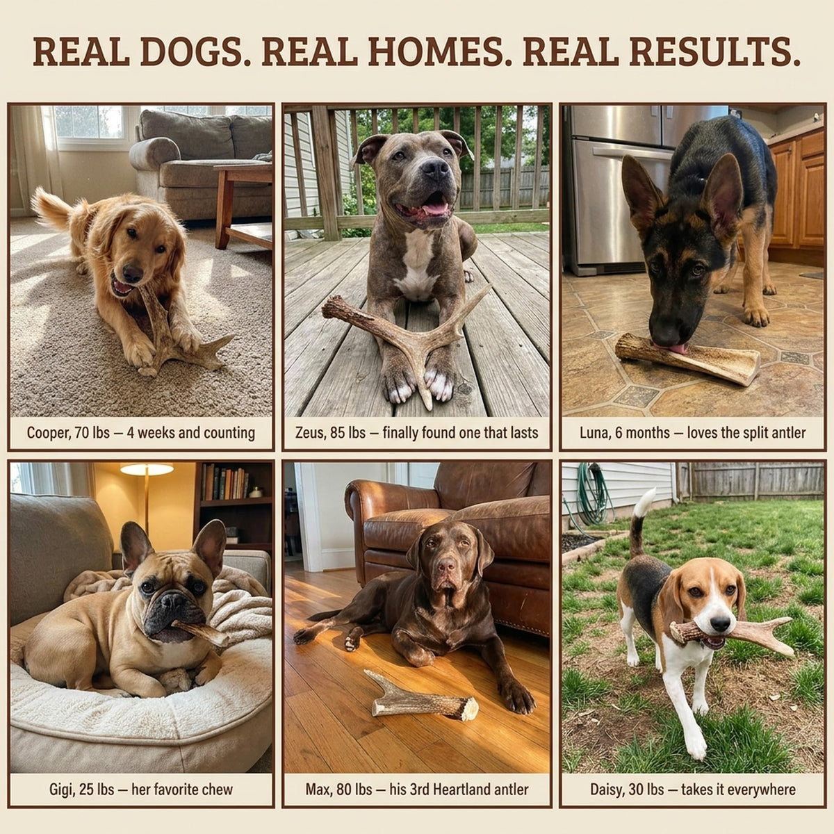 Deer Antler Dog Chew XL 8-10 in X159397